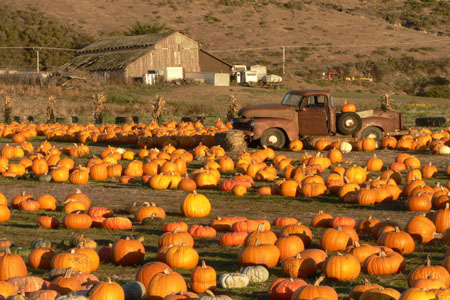 Pick a pumpkin to take home from the patch at the Half Moon Bay Art & Pumpking Festival Pick a pumpkin to take home from the patch at the Half Moon Bay Art & Pumpking Festival