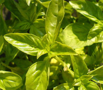 Fresh basil Fresh basil