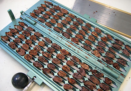 Cocoa beans on their way to becoming Amedei chocolate Cocoa beans on their way to becoming Amedei chocolate