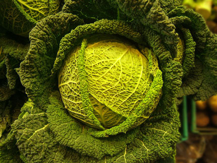All varieties of cabbage are high in nutritional value All varieties of cabbage are high in nutritional value