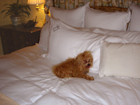 A Relaxed Canine at The Peninsula Beverly Hills A Relaxed Canine at The Peninsula Beverly Hills