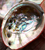 The inside of an abalone shell The inside of an abalone shell