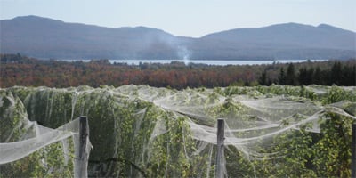 Netting to protect the vineyards from birds
