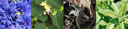 Cornflower, linden, basil and lemon verbena herbs used in Sevene Infusions Cornflower, linden, basil and lemon verbena herbs used in Sevene Infusions