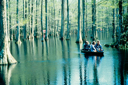 Cypress Gardens: a magical swamp garden experience in South Carolina Cypress Gardens: a magical swamp garden experience