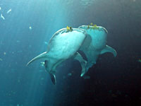 Two whale sharks swim along