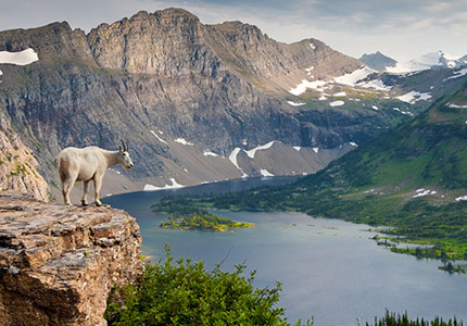 Glacier National Park in Montana is treasured for its dramatic views and diverse wildlife