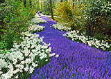 Holland's famed Keukenhof gardens Holland's famed Keukenhof gardens
