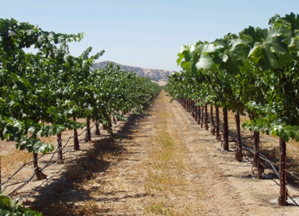 Pianetta Vineyards near Paso Robles, California
