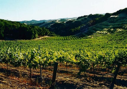 The vineyard at Villicana Winery in paso Robles, California
