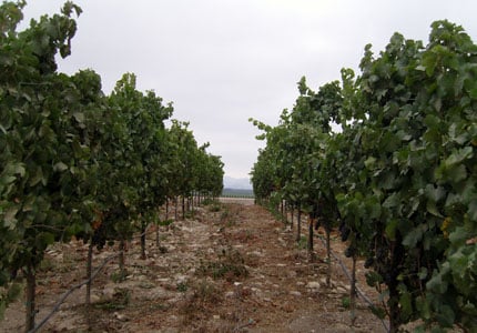 A vineyard in Sonoma County, California