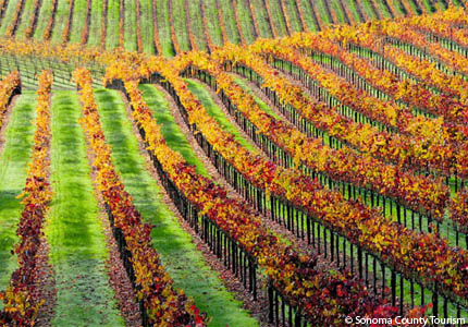 A vineyard in Sonoma County, California