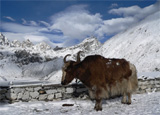 A Tibetan yak A Tibetan yak