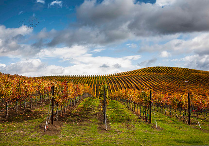 California wine country isn't just Napa Valley, there are numerous wine regions throughout the state