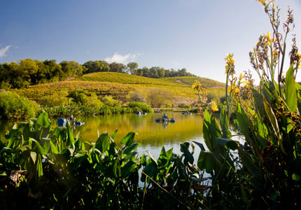 Recycling ponds at Benziger Family Winery