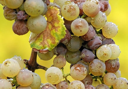 Botrytis cinerea on Riesling grapes in Rheingau, Germany. Photo by Tom Maack