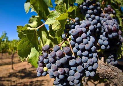 Pinot Grigio grapes prior to harvest