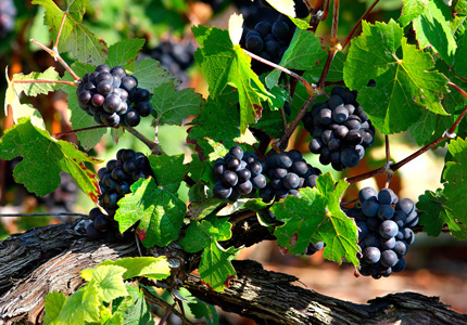 Grapes on the vine at the Billecart-Salmon Estate in France