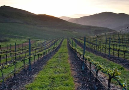 Laetitia Vineyards in Arroyo Grande Valley offers sustainably produced wines 