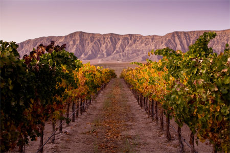 Sunset at Laetitia Vineyard & Winery in Santa Barbara, California