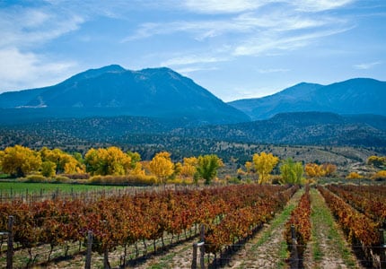Suttcliffe Vineyards in Cortez, Colorado