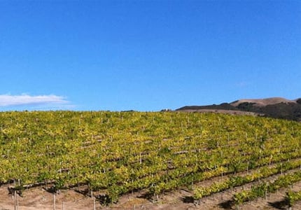 Talbott Vineyards in Carmel, California has produced excellent wines for over two decades