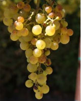 The varietals we enjoy today have mainly developed from one species of grape, making them very susceptible to disease