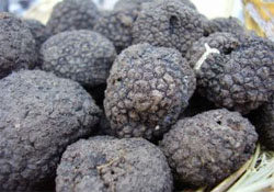 If black truffles thrive in California, they would be much more profitable than wine