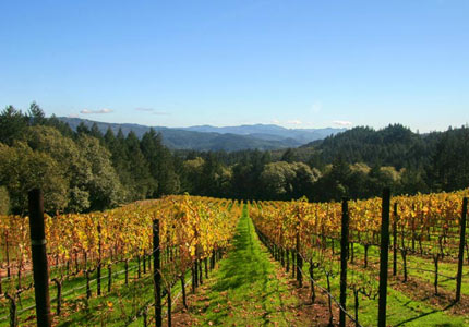 Schramsberg Vineyards in California wine country
