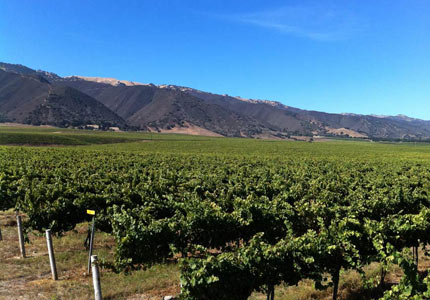 Talbott Vineyards in Monterey County, California