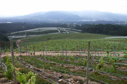 The vineyards of Adegas Valmiñor, producer of Serra da Estrela Albariño