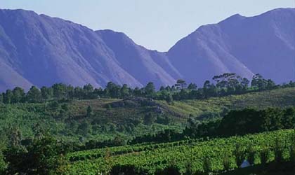 Bouchard Finlayson's vineyards in South Africa