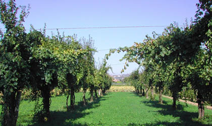 The vineyards of Cantina Novelli in Italy