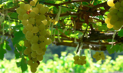 Chenin blanc grapes