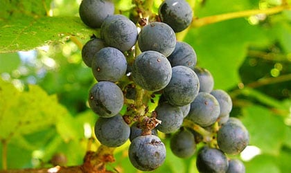 Resveratrol is found in the skin of red grapes