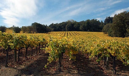 Iron Horse Vineyards in Sonoma County, California