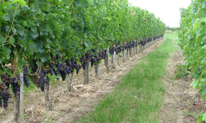Merlot grapes growing the French wine region of Bourg AOC on the right bank of Bordeaux.