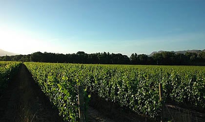 Môreson vineyards in South Africa