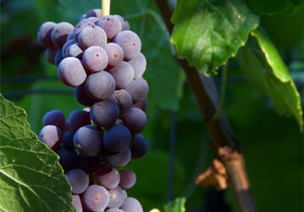 While highly coveted, Mourvèdre wines can be difficult to produce
