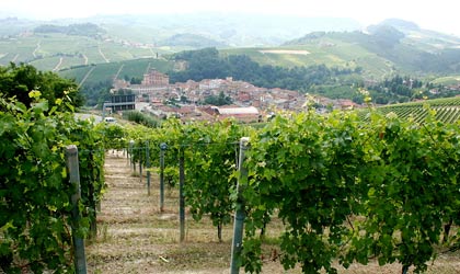 Nebbiolo vines above the town of Barolo, Italy