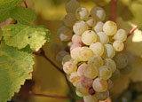 Riesling grapes Riesling grapes