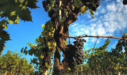 Sangiovese grapevine in the Chianti wine region of Tuscany