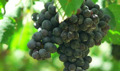 A cluster of Shiraz grapes