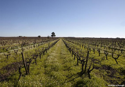 A vineyard in the Tejo wine region in Portugal