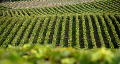 Veuve Clicquot's vineyards in Champagne, France