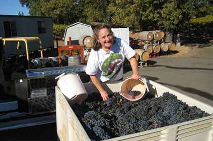 Gathering grapes at Acorn Winery in the Russian River Valley