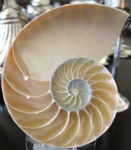 The Nautilus shell, 450 million years old is still a mystery and an inspiration for mathematicians