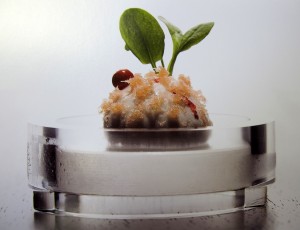 A sour cream with sorrel, smoked salmon and pink pepper dish is featured in Chef Grant Achatz's Alinea Cookbook
