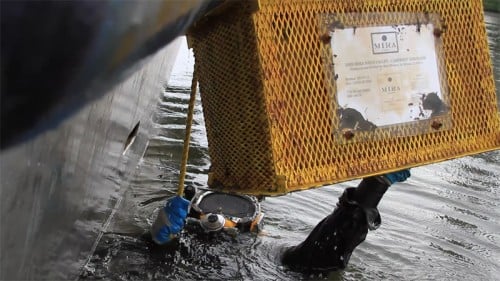 A diver retrieves a crate of Mira Winery 2009 Cabernet Sauvignon from Charleston Harbor