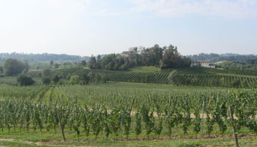 A view of the vines from Masottina Winery in Italy